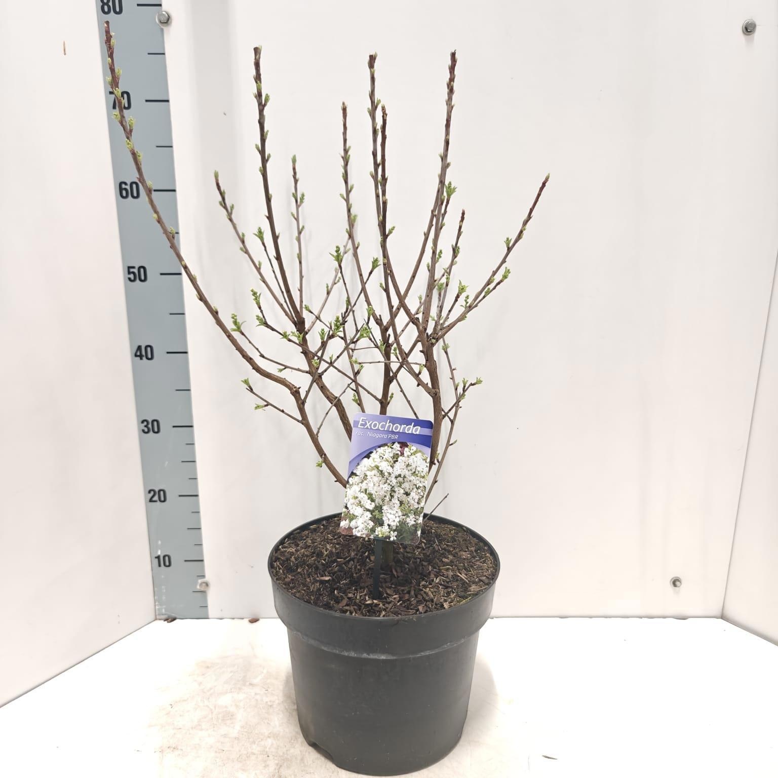 Exochorda racemosa 'Niagara' PBR, D 26