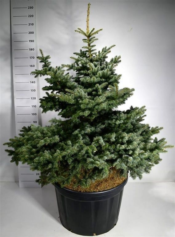 Picea pungens 'Montgomery', D 83