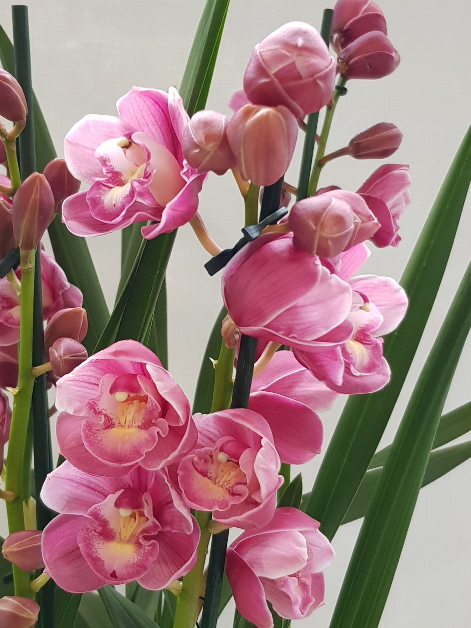 KINGofORCHIDS 3/4 ABIGALE, D 14 cm