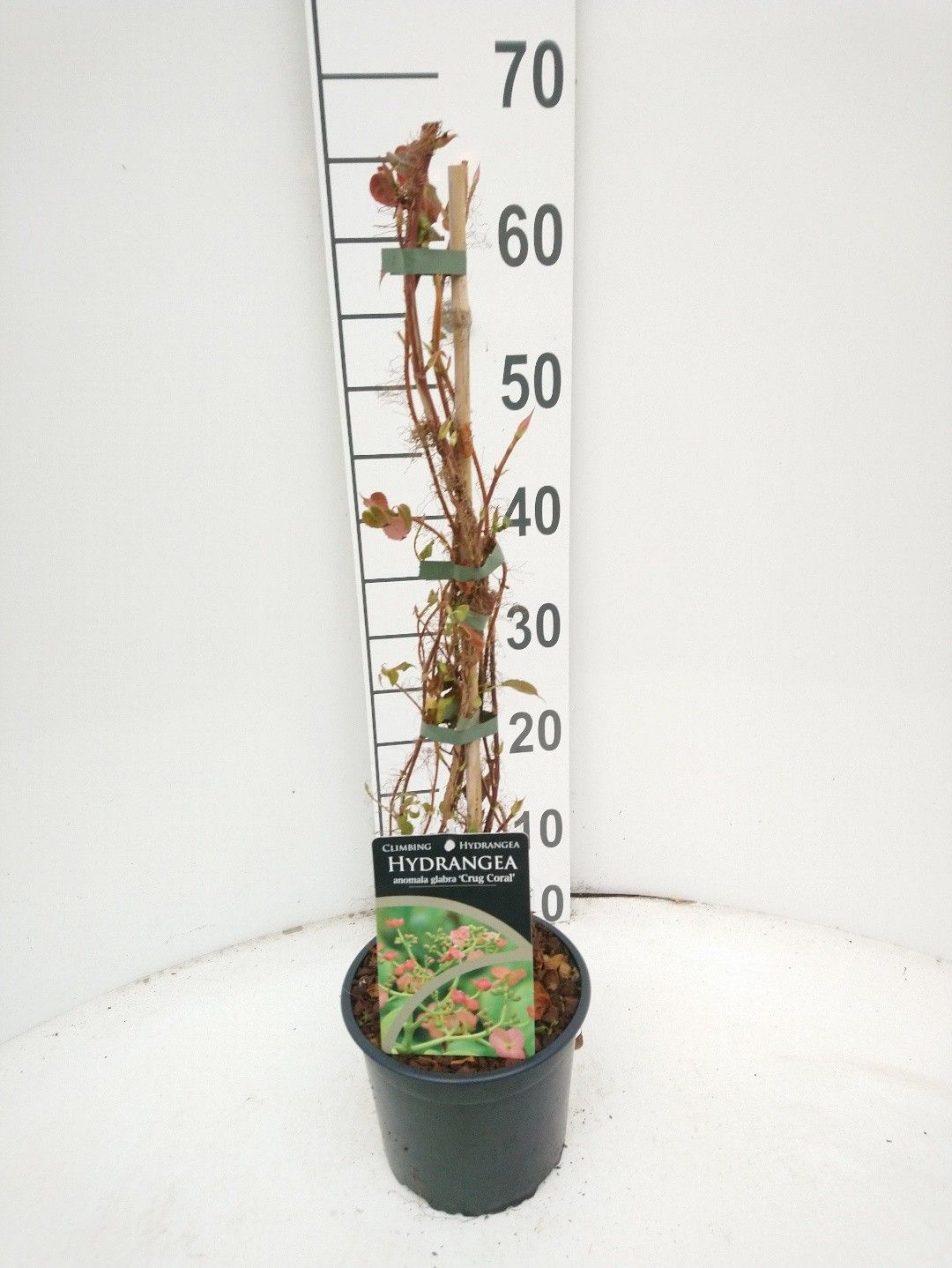 Hydrangea anomale Crug Coral, D 17