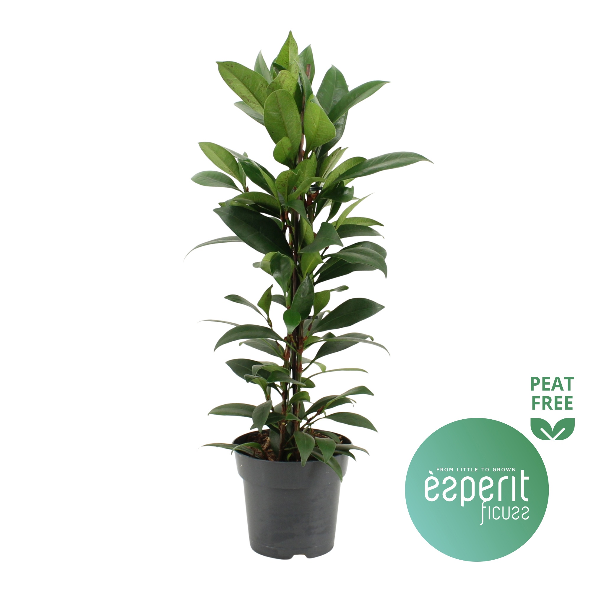 Ficus cyathistipula Compacta, D 17