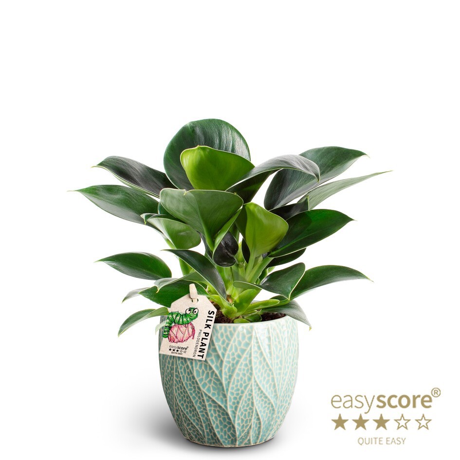 PHILODENDRON ERUBESCENS 40925035 Leaf Ocean Green Prin, D 10 cm PHILODENDRON ERUBESCENS 40925035 Leaf Ocean Green Prin, D 10 cm