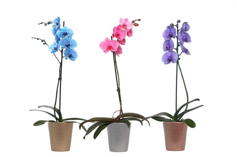 Zoe dots luxury mix Phal I am Royal mix 1T09+, D 12 cm Zoe dots luxury mix Phal I am Royal mix 1T09+, D 12 cm