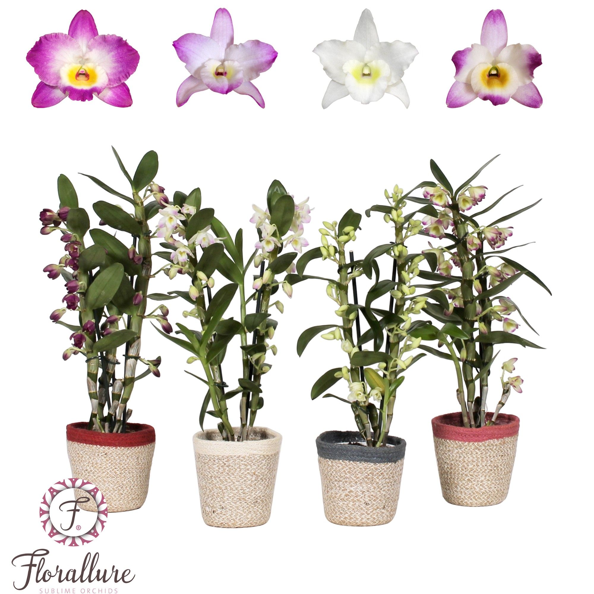 Dendrobium Nobile Mix 2 stam 12+ tros in handgemaakte mand, D 12