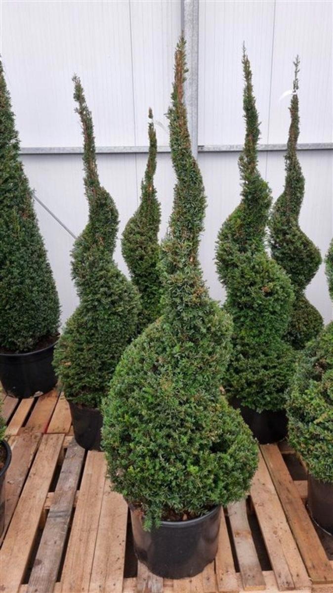 Taxus baccata, spiraal, D 42