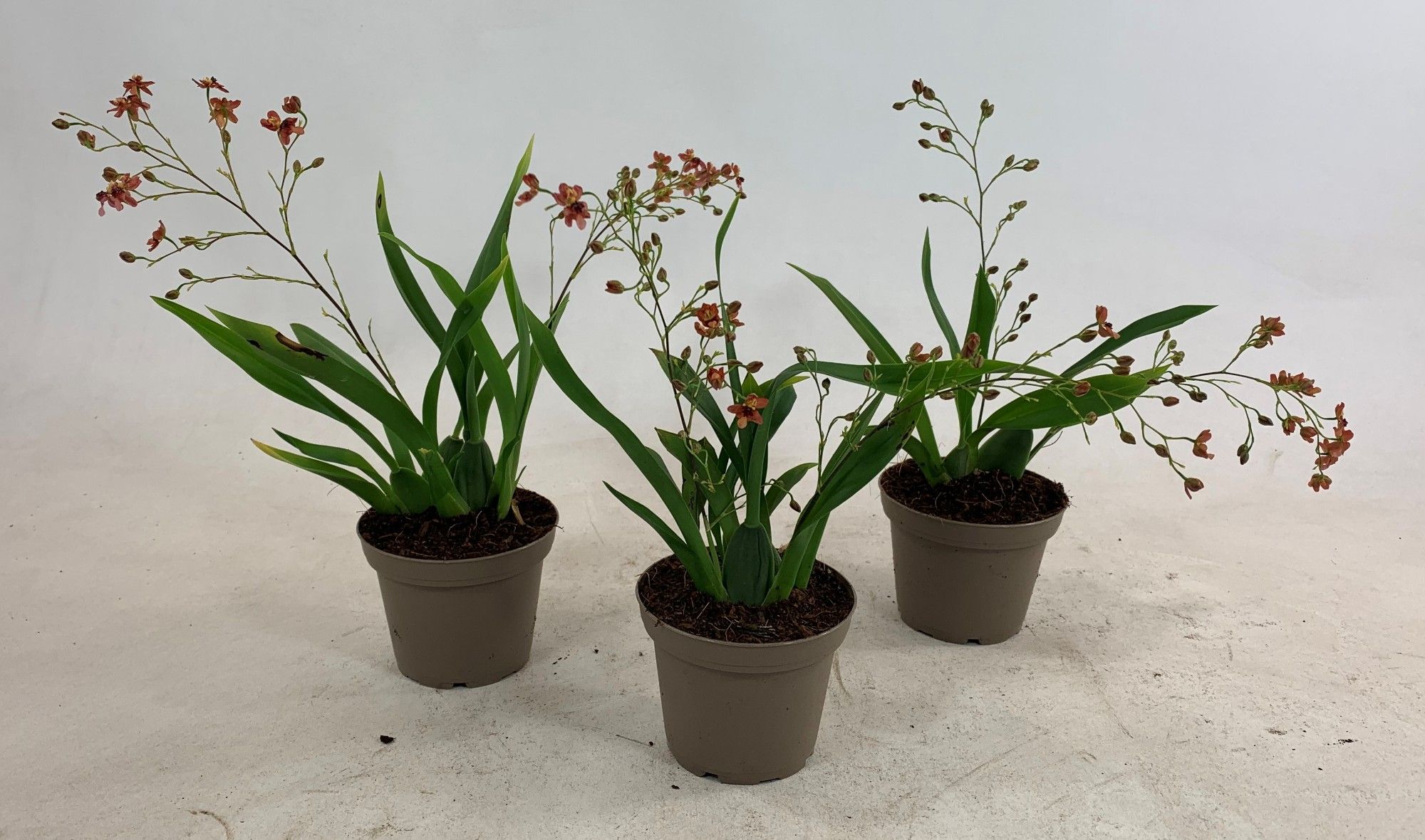 Twinkle red 2-tak, D 8