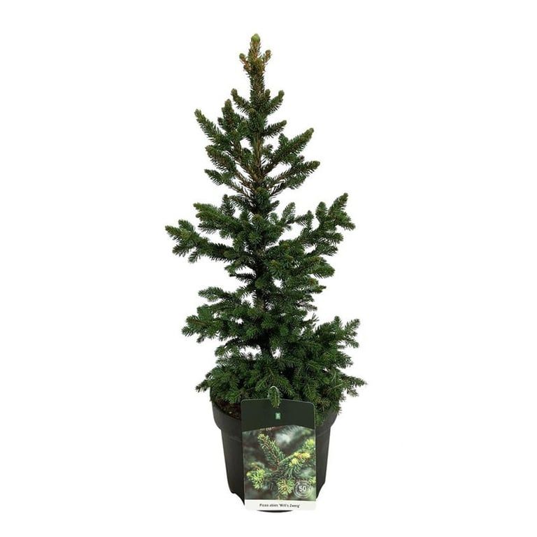 Picea abies 'Will's Zwerg', D 26