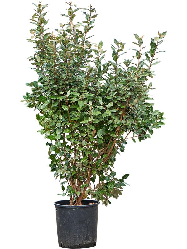 Elaeagnus ebbingei 'Compacta', D 32 cm Elaeagnus ebbingei 'Compacta', D 32 cm