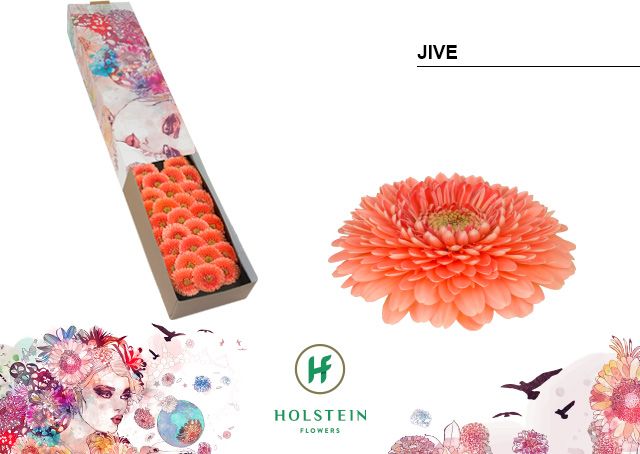 Гермини Помпон Джив x60, шт.