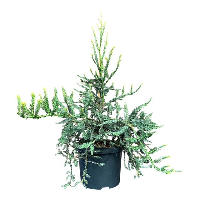 Sequoia s. 'Adpressa', D 23