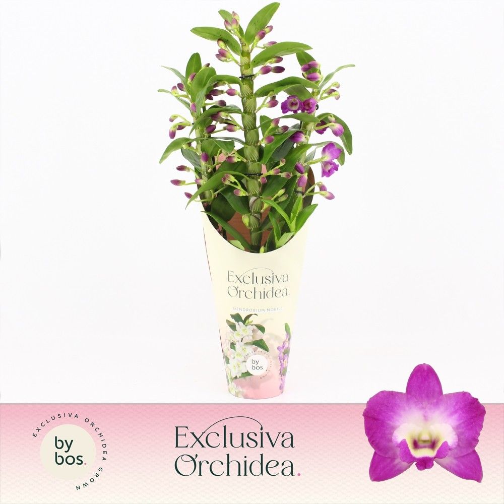 Dendrobium Nobilé, Wonderfull 3-spike 'Exclusiva Orchidea' Potcover, D 12