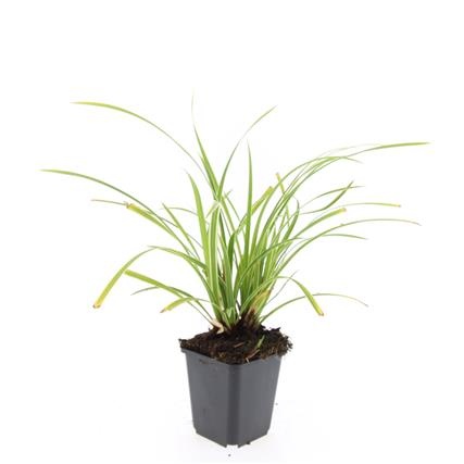 Carex morrowii 'Ice Dance', D 9 cm