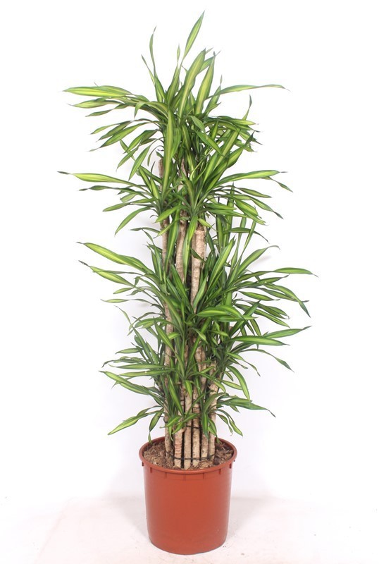 Dracaena Riki, D 34 cm