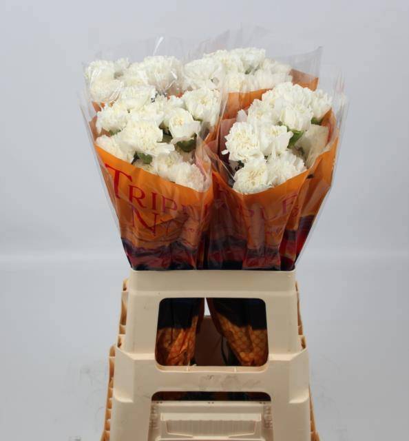 Диантус од. Эверест, шт.