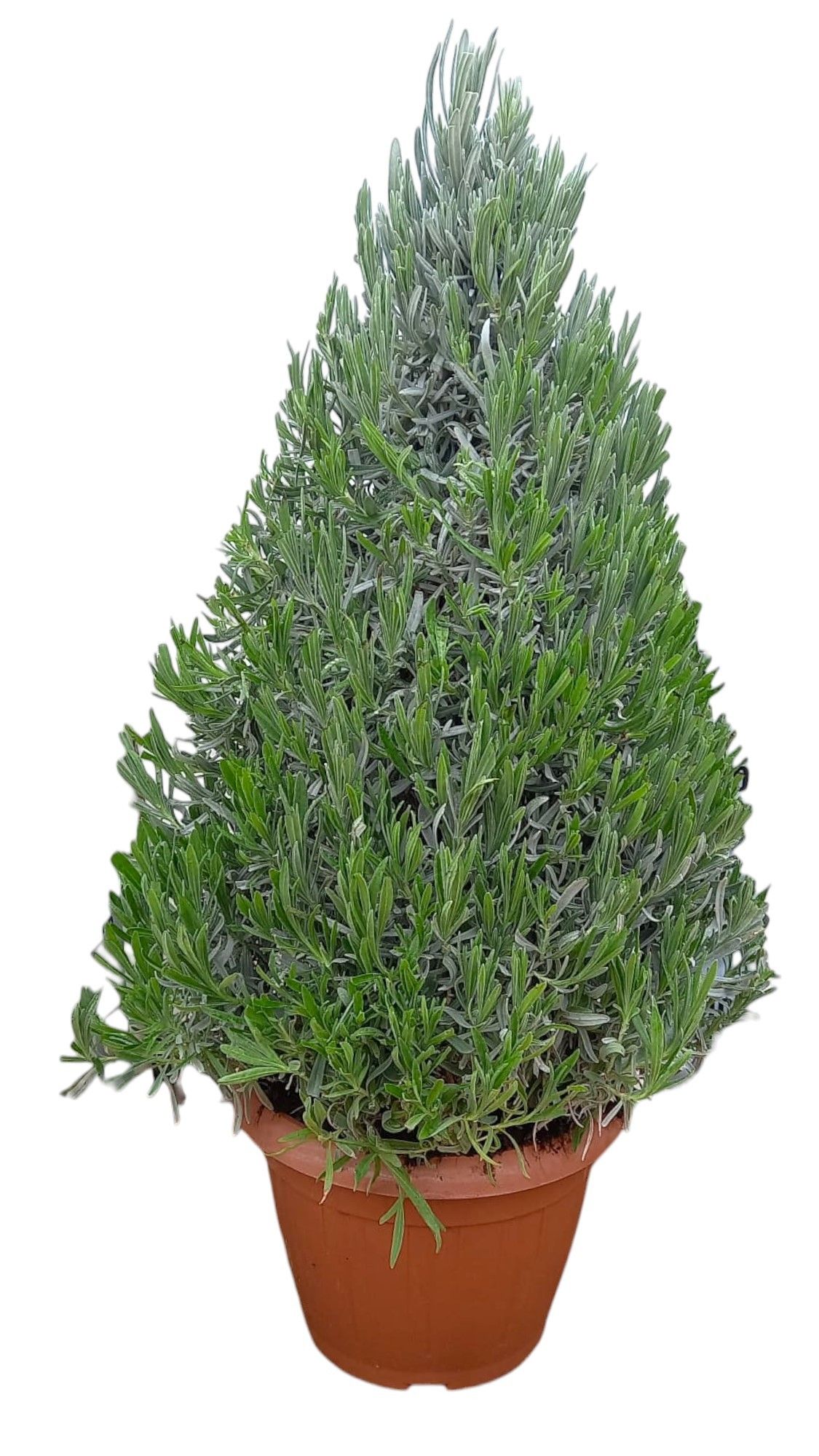 Lavandula angustifolia, D 25