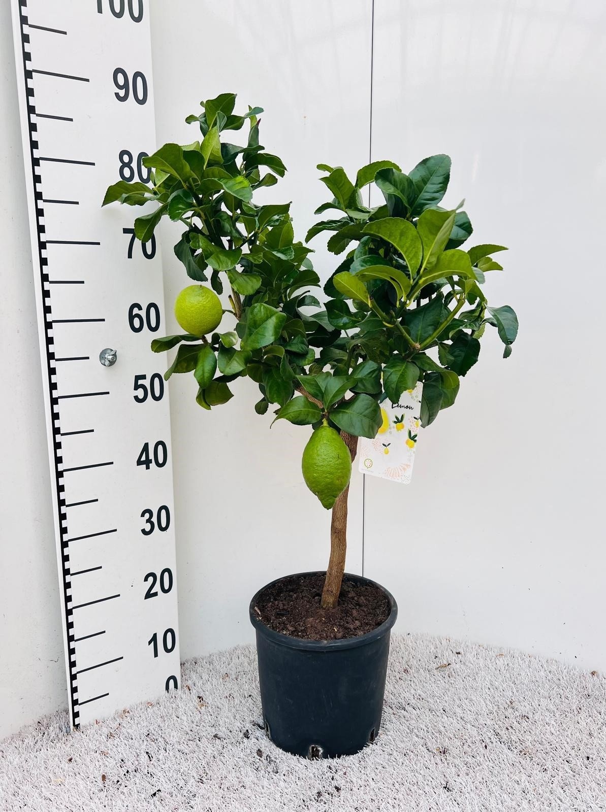 Citrus limone Lemon on stem, D 21