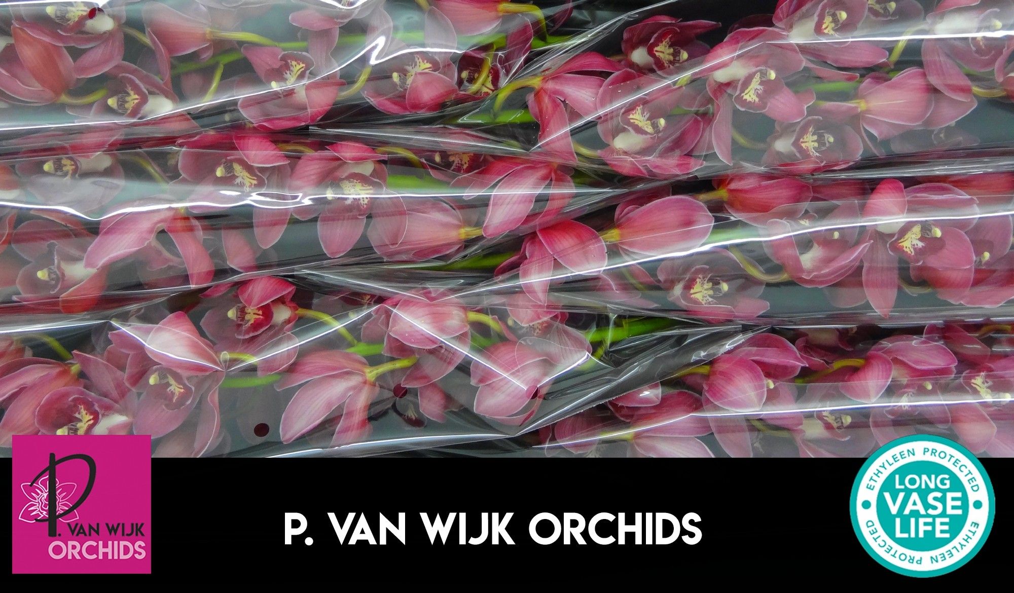 Цимбидиум Рэд Дрим x6 80, шт.