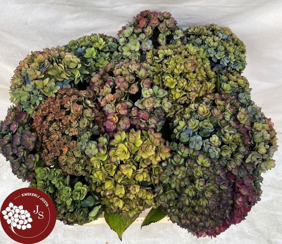 Гортензия Роял Кисс Классик 50, шт.