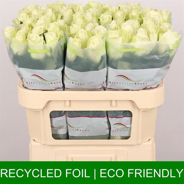 Роза од. Сноусторм+ 70, шт.