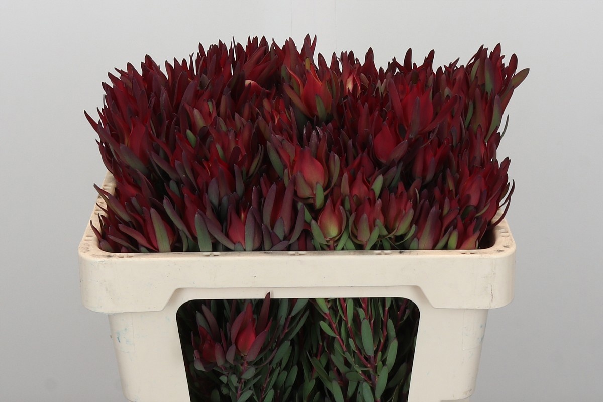 Леукадендрон Блаш 50, шт.