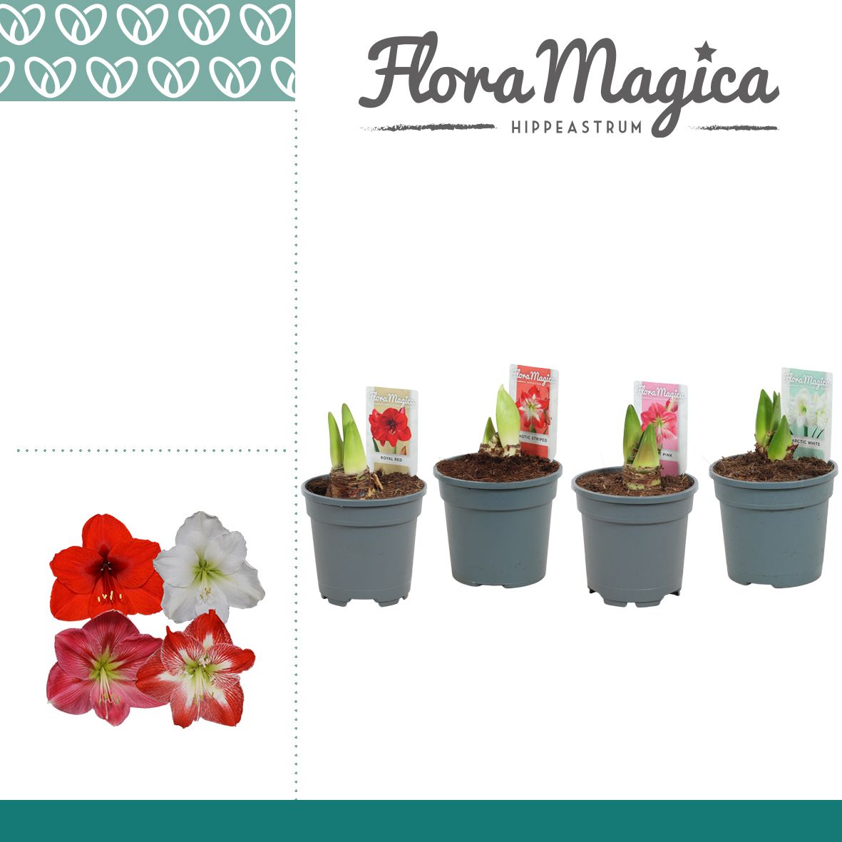 Amaryllis Mix 2 knop, D 13 cm
