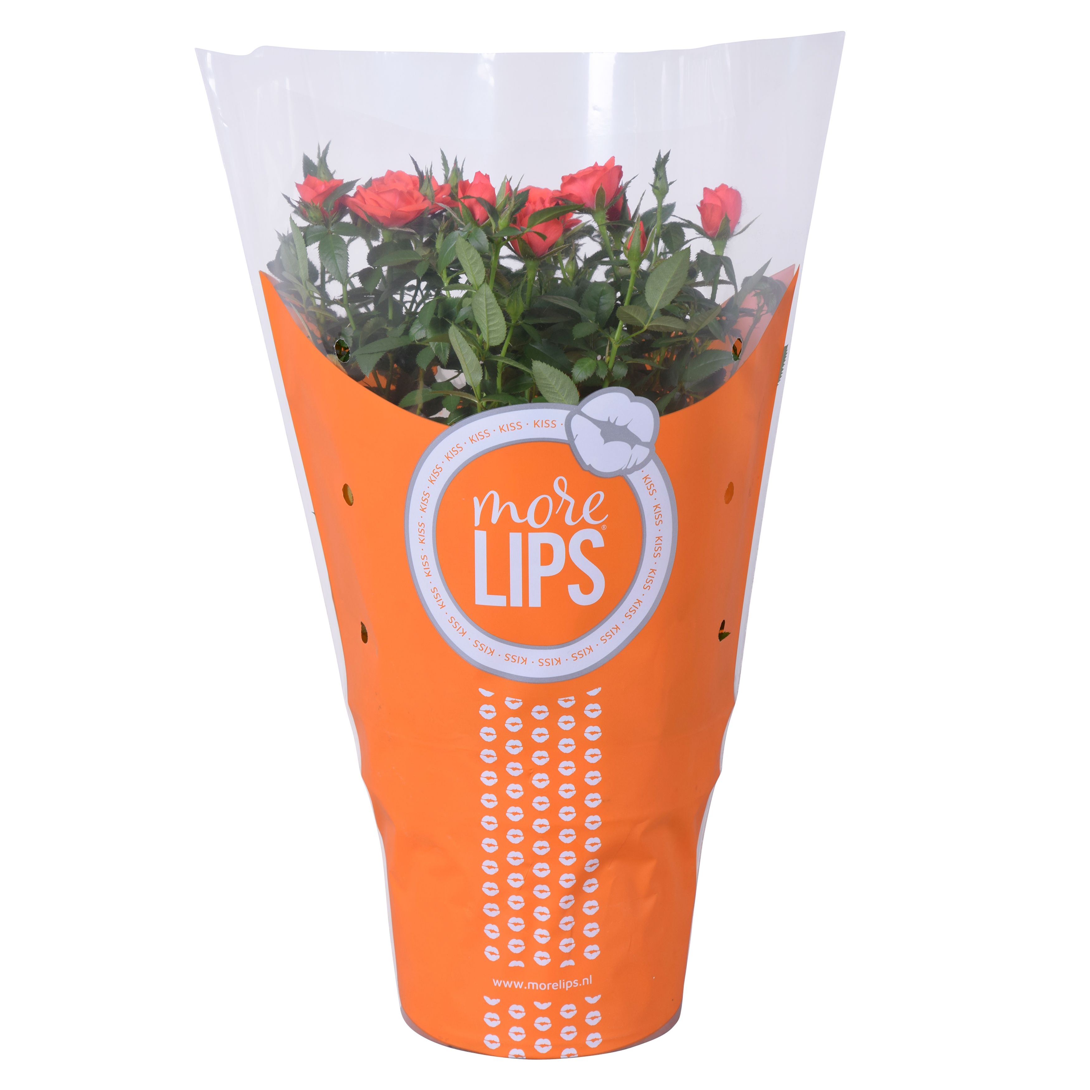Rosa Favourite Roses orange MoreLips, D 17