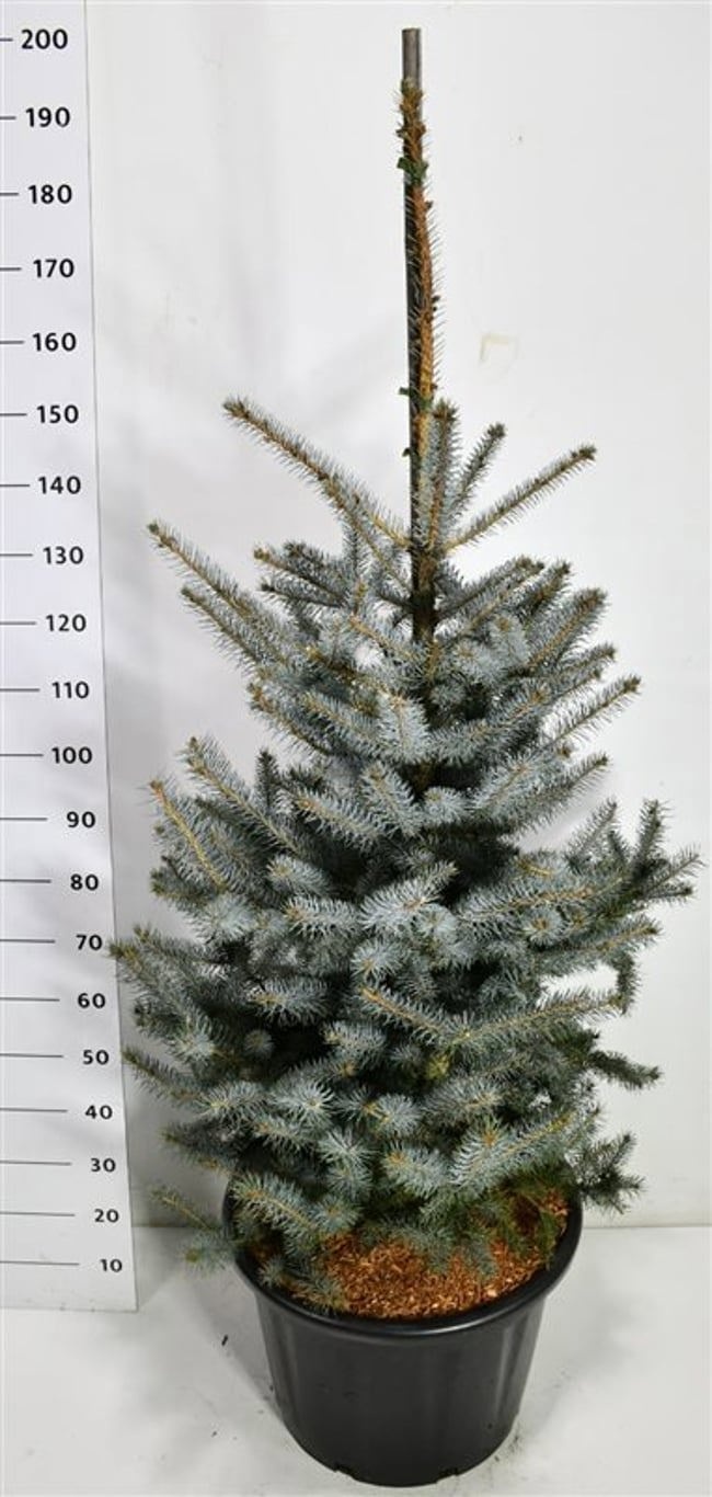 Picea pungens 'Edith', D 54