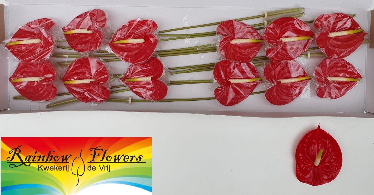 Антуриум Тропикал (красн.) x12, шт.