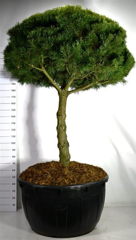 Pinus mugo 'Gnom', D 110