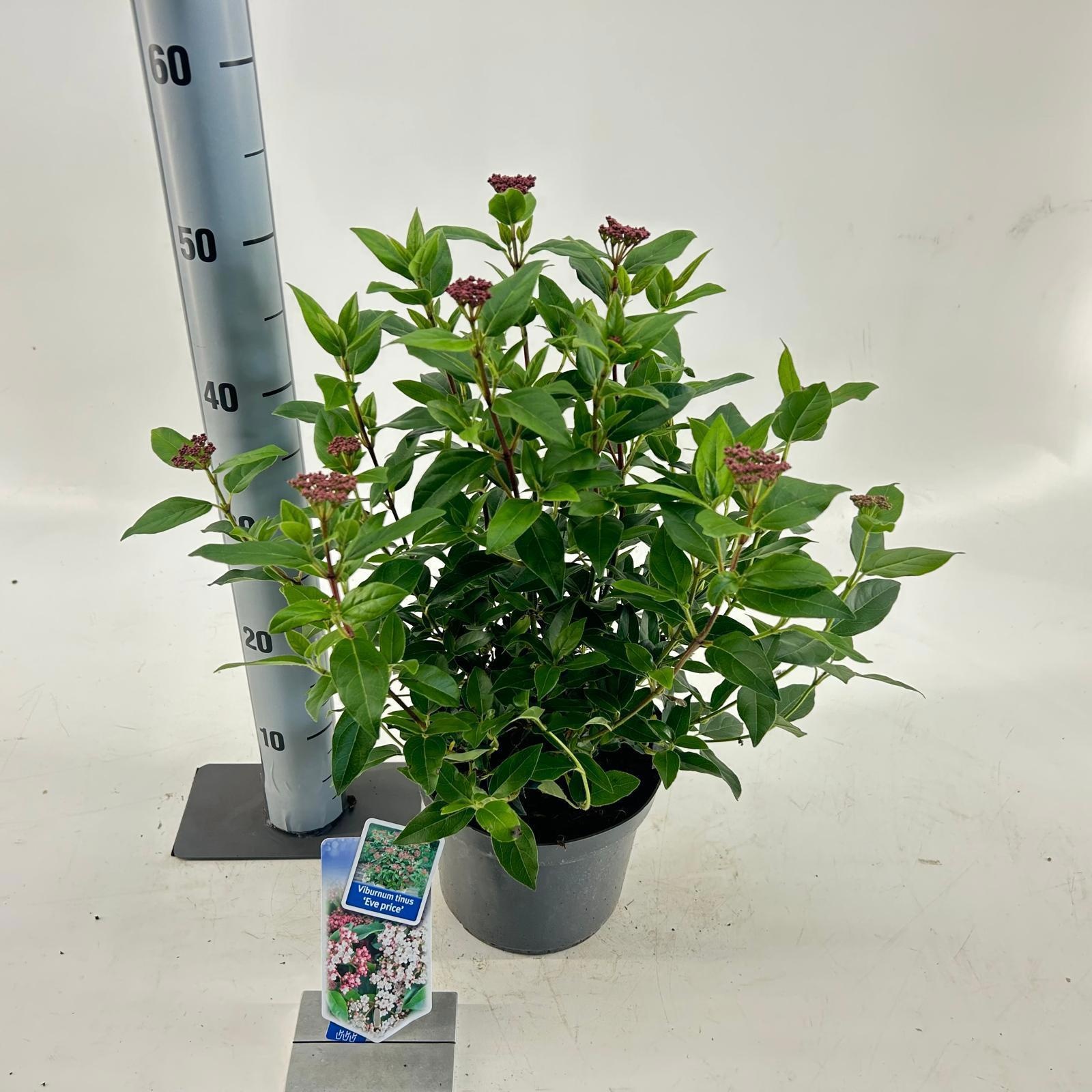 Viburnum tinus ‘Eve Price’, D 19