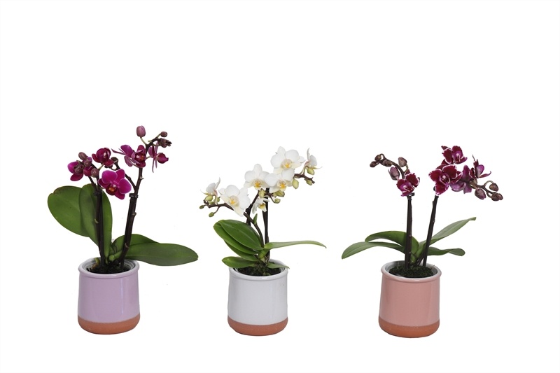 Valencia p06 mix Phal Tiny Dolls mix 2T10+ Aqu@, D 6 cm Valencia p06 mix Phal Tiny Dolls mix 2T10+ Aqu@, D 6 cm