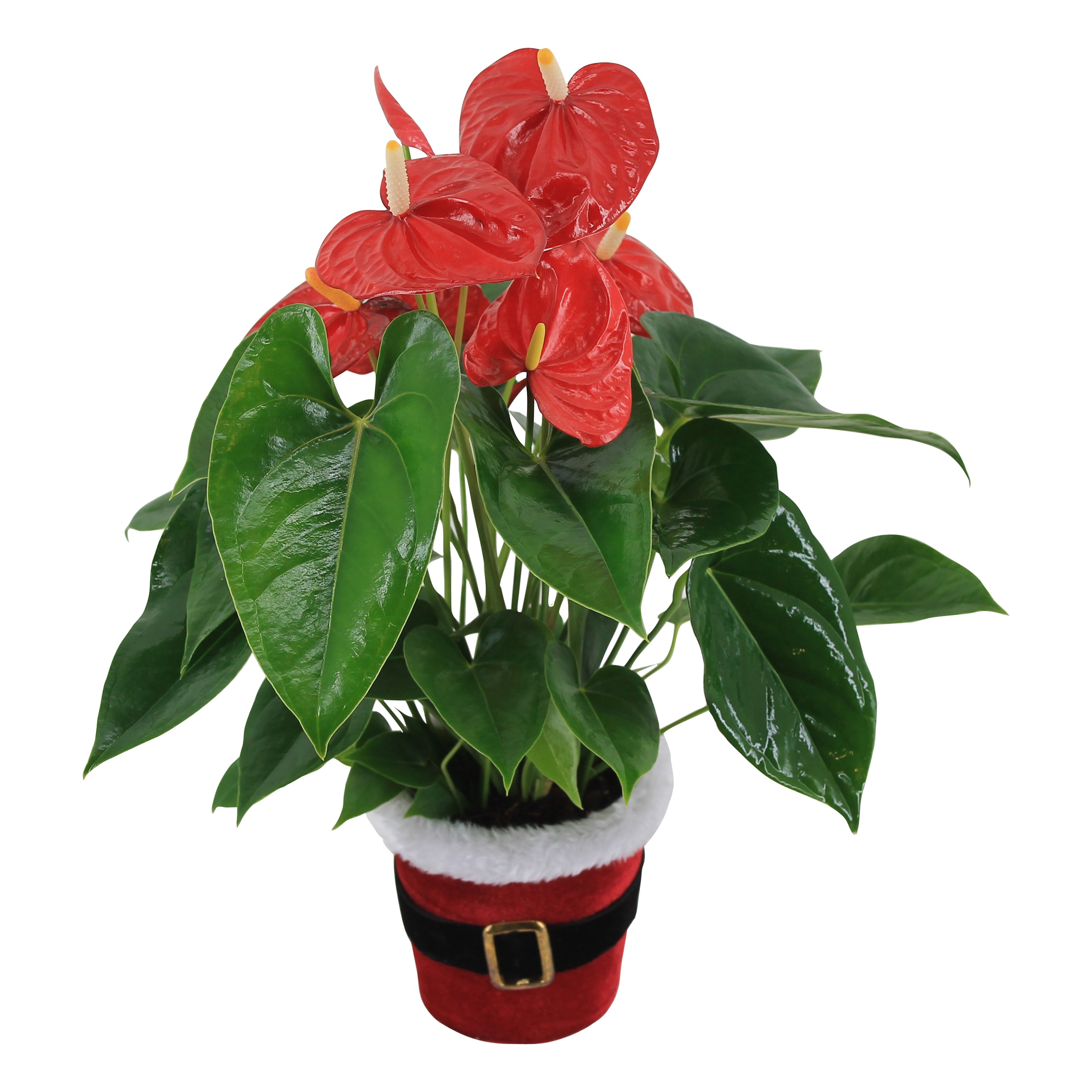 Anthurium XL.88 Aloha Red 12cm in kerstpotje (Santi), D 12