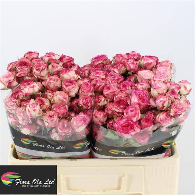 Роза куст. Айопенер 50, шт.