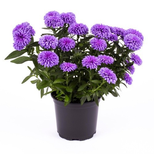 ASTER-HYBRID 'REGENT BLUE', D 11 cm