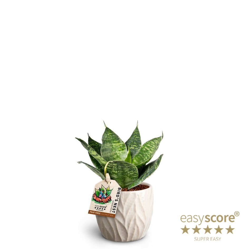 Leaf Sand, Sansevieria Hahnii Green, D 7