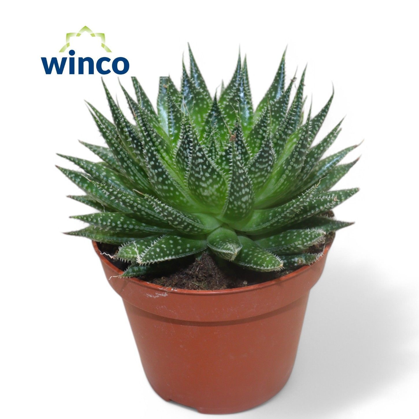 Aloe Aristata, D 10,5