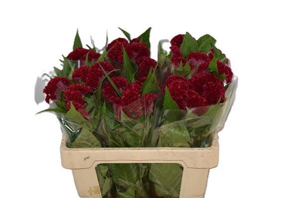 Целозия Кристата Реприз Вельвет 55, шт.