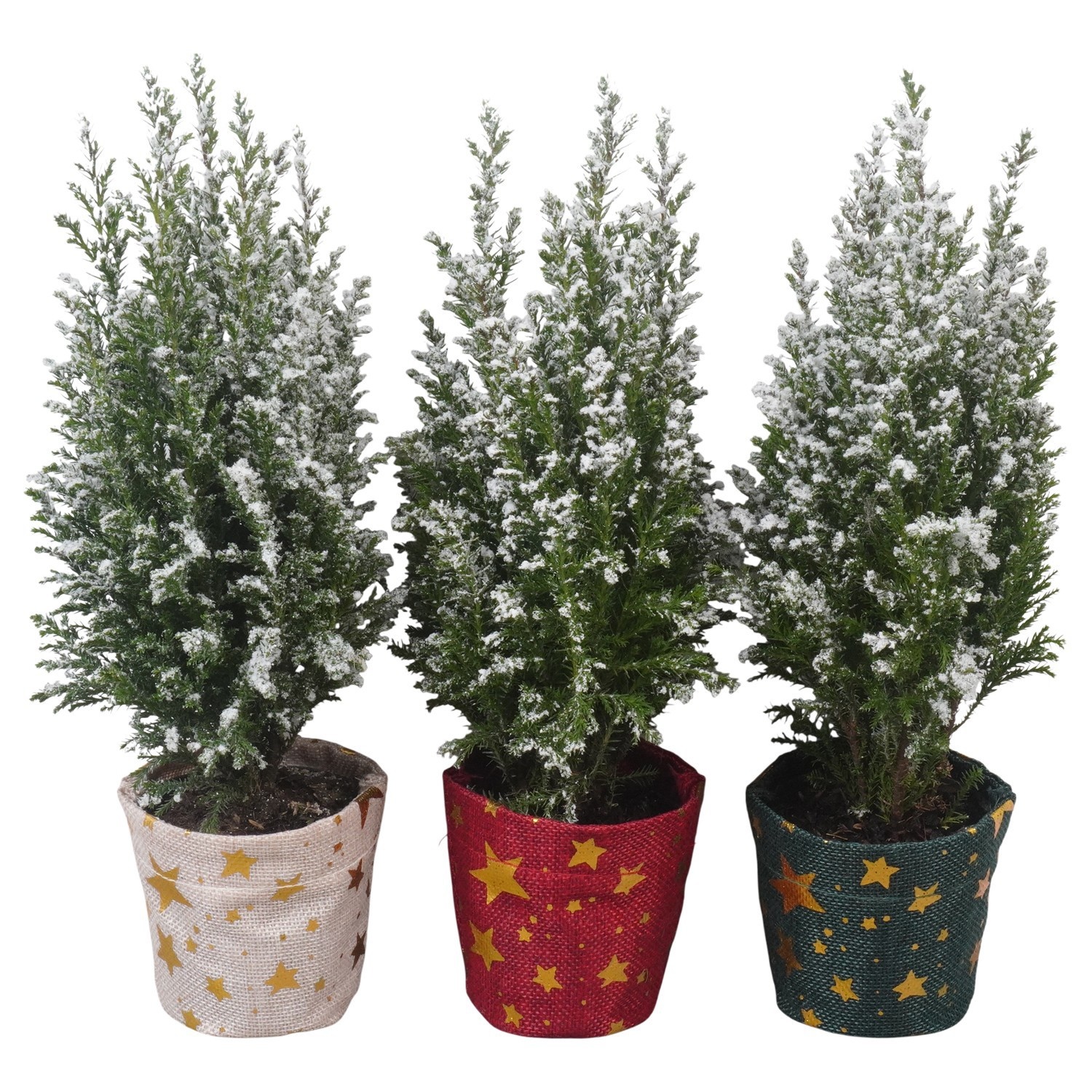 PTK26754 Ellwoodii met sneeuw in jute potcover mix, D 9