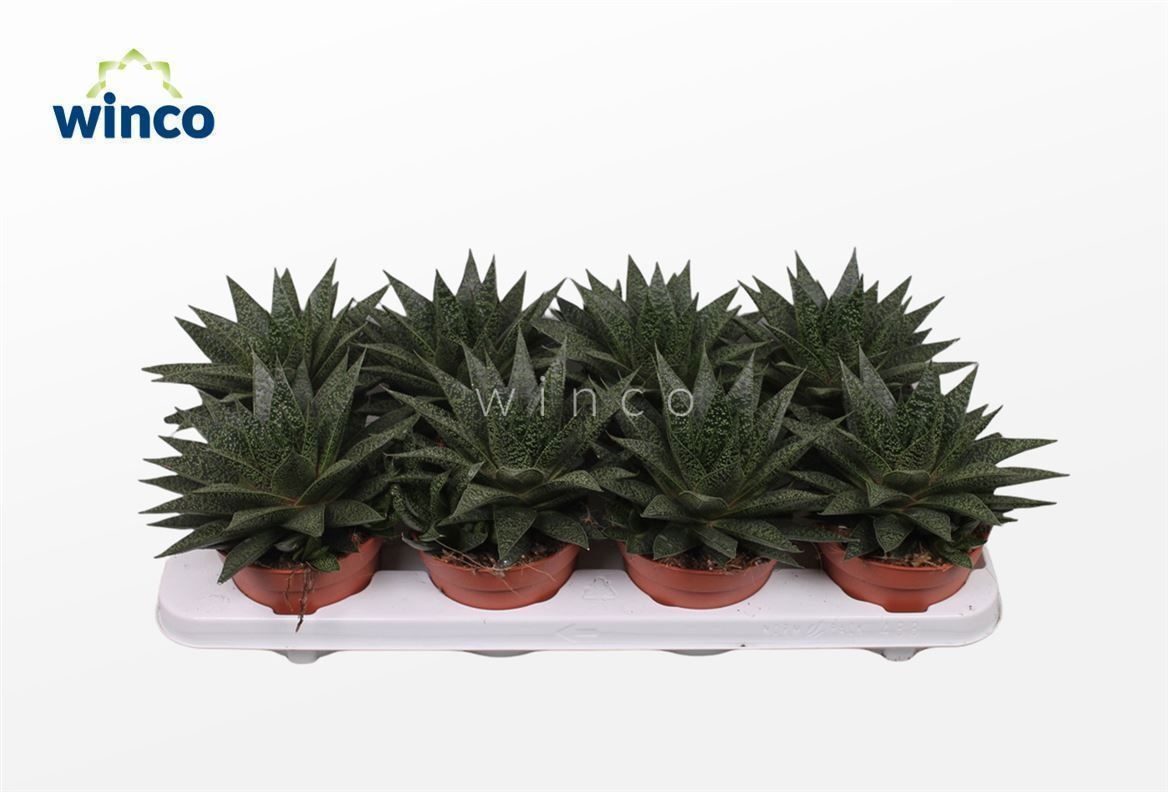 Gasteria Flow, D 12 cm