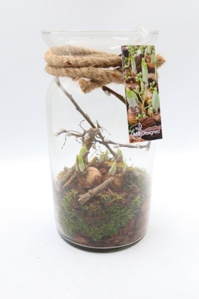 Narcis, glas Bose, D 15