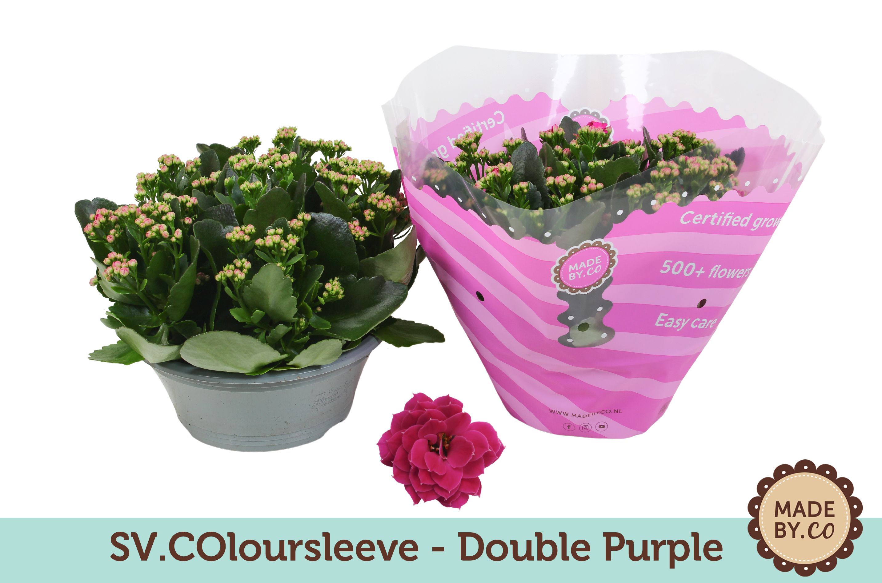 Kalanchoë Double Purple in SV.COloursleeve, D 23