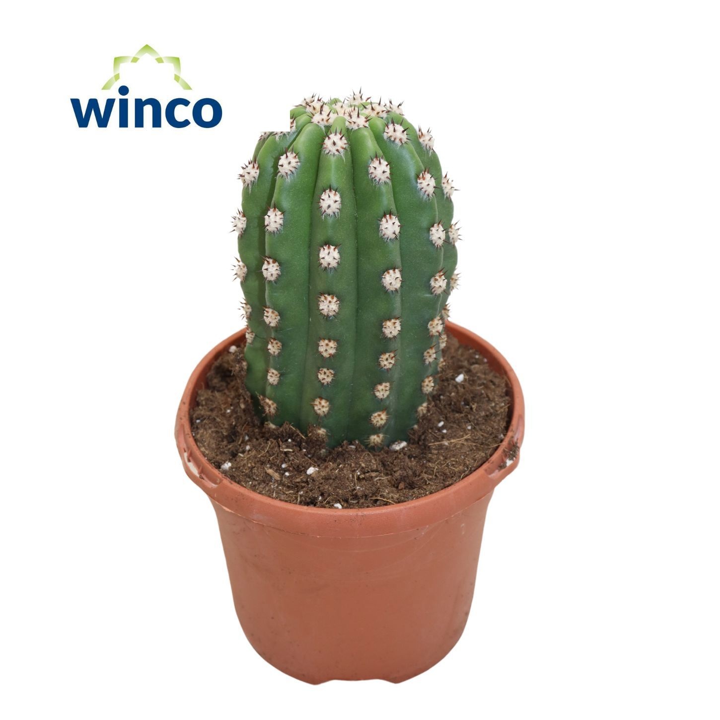 Trichocereus Grandiflorus, D 17 cm Trichocereus Grandiflorus, D 17 cm