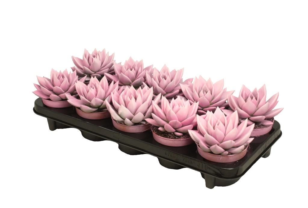 Miranda bicoloured pink/white, D 10,5