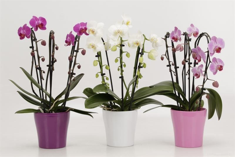 Phalaenopsis Elegant Cascade Cascades Triboga gemengd keramiek, D 12 cm