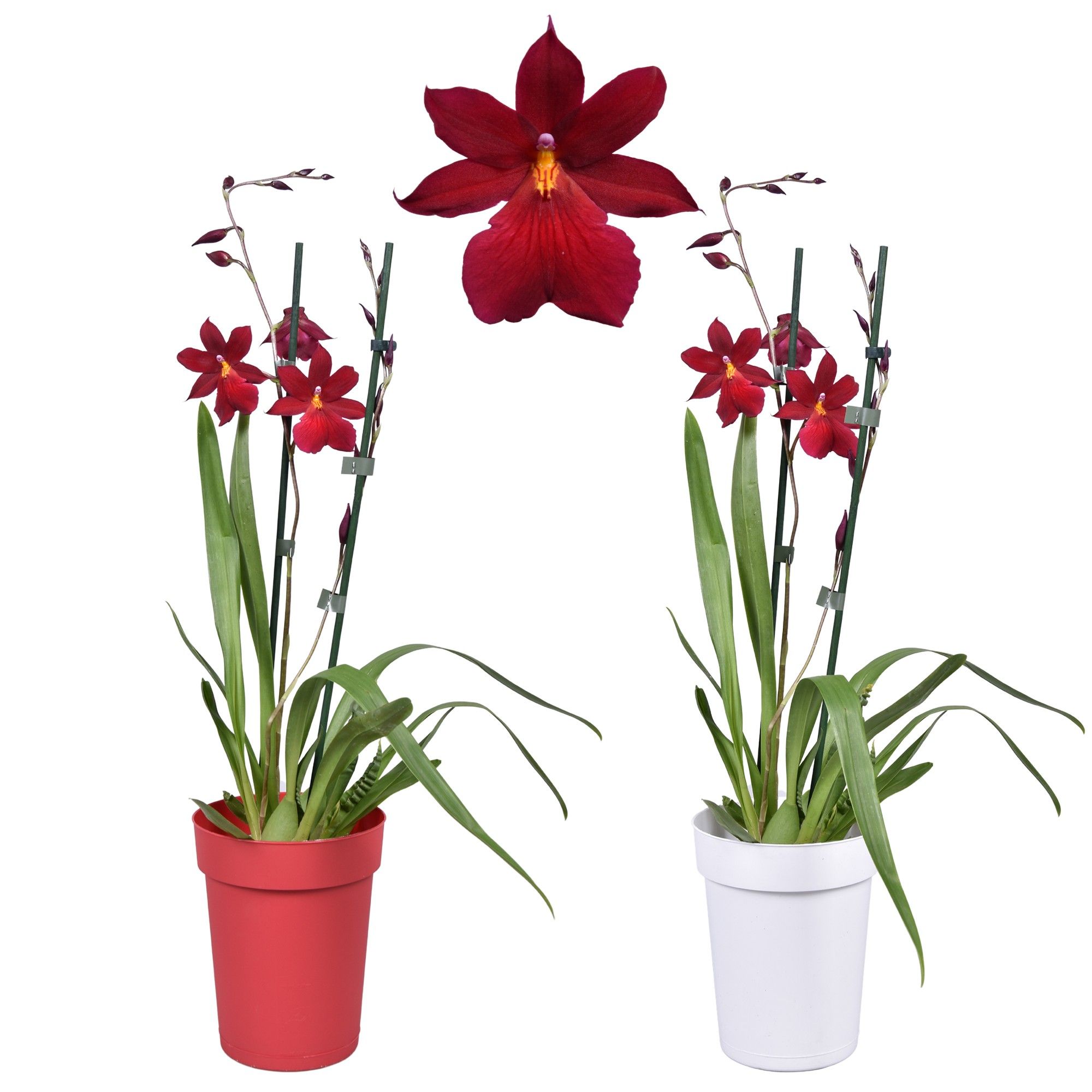Cambria 'Nelly Isler' Red Velvet 2 tak met rode en witte pot, D 12 cm