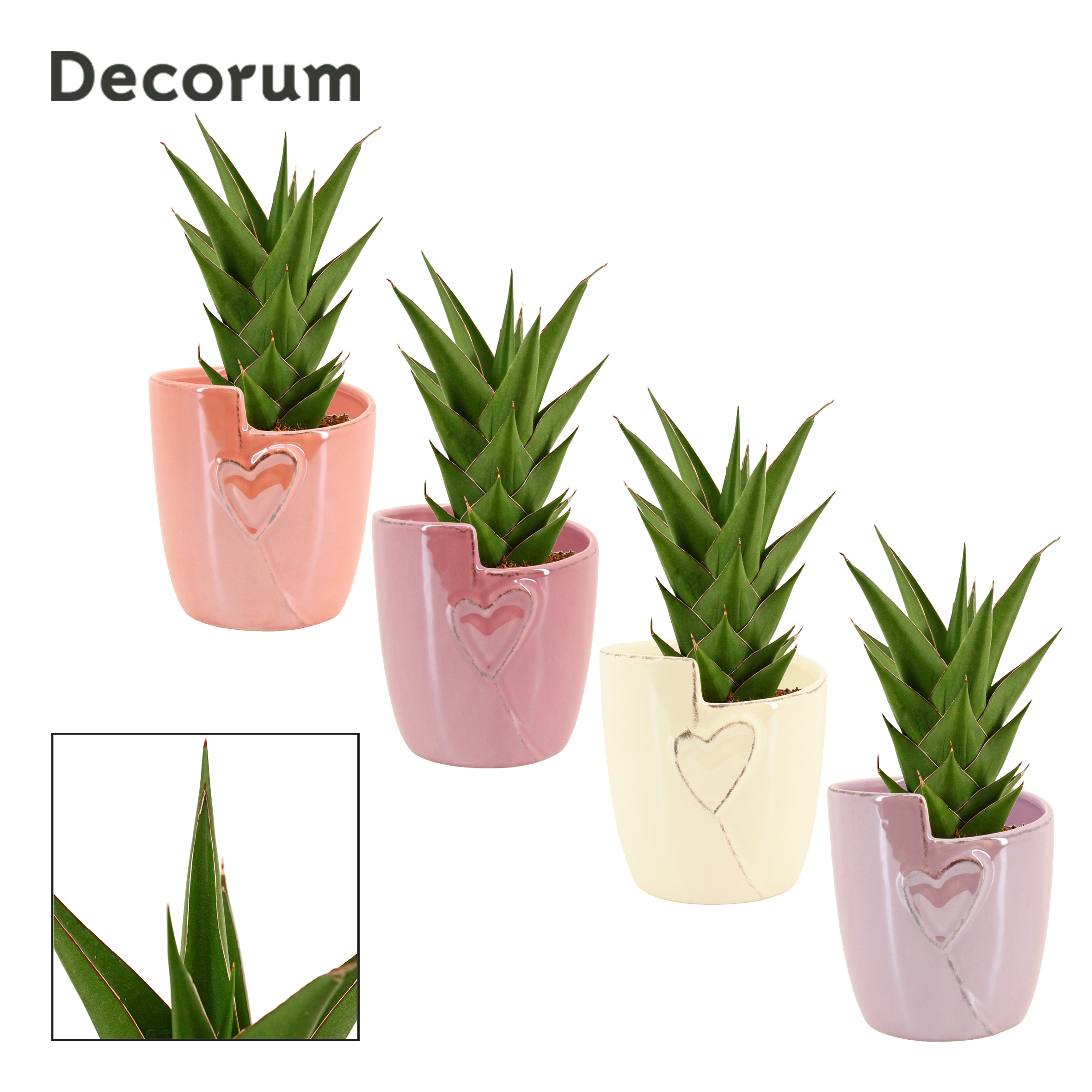 Sansevieria Temple Crown 12 cm in Joa (Special moods-collection), D 12