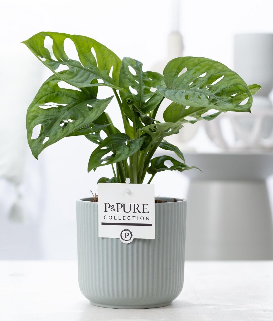 Monstera Adansonii in P&PURE Sophie cer. green, D 12
