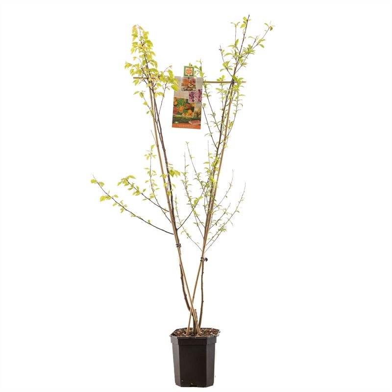 Prunus Duo Perzik-Abrikoos VERS GEPOT, V-Vorm perzik-abrikoos, D 24 cm