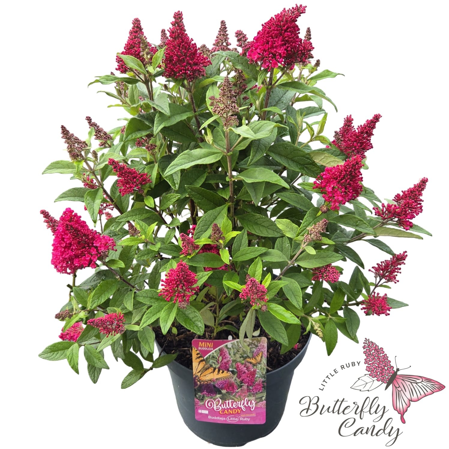 Buddleja d. 'Butterfly Candy Little Ruby' ®, D 26