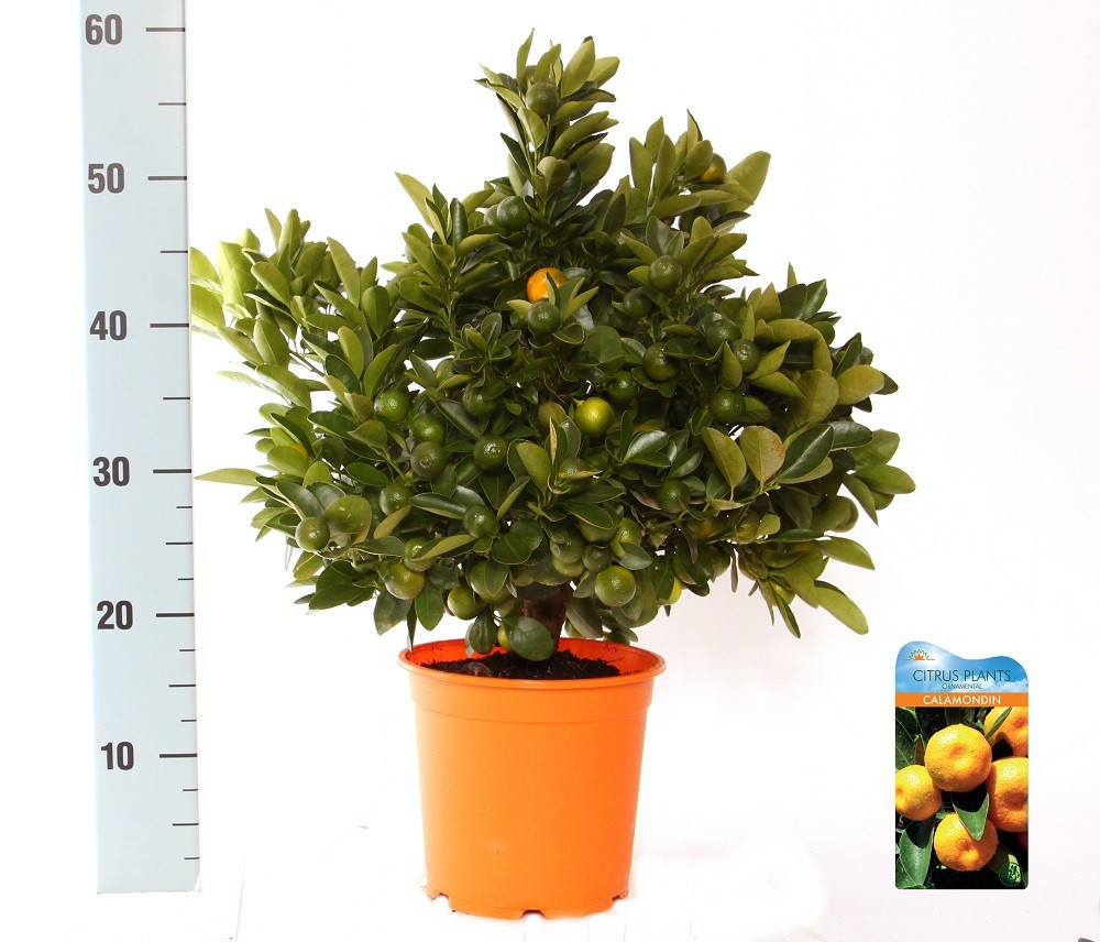 Citrus Calamondin bush/stem top, D 19